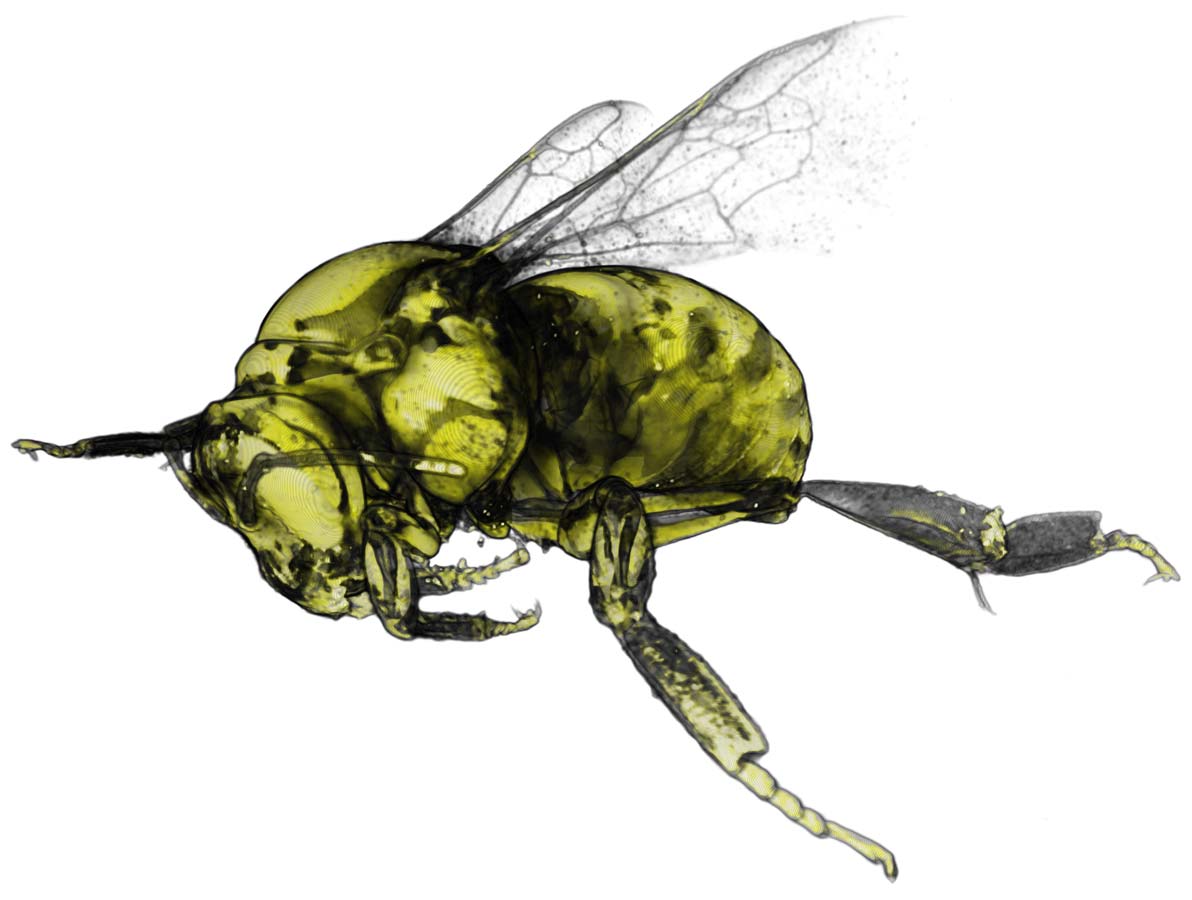 X-ray scan of a honey bee