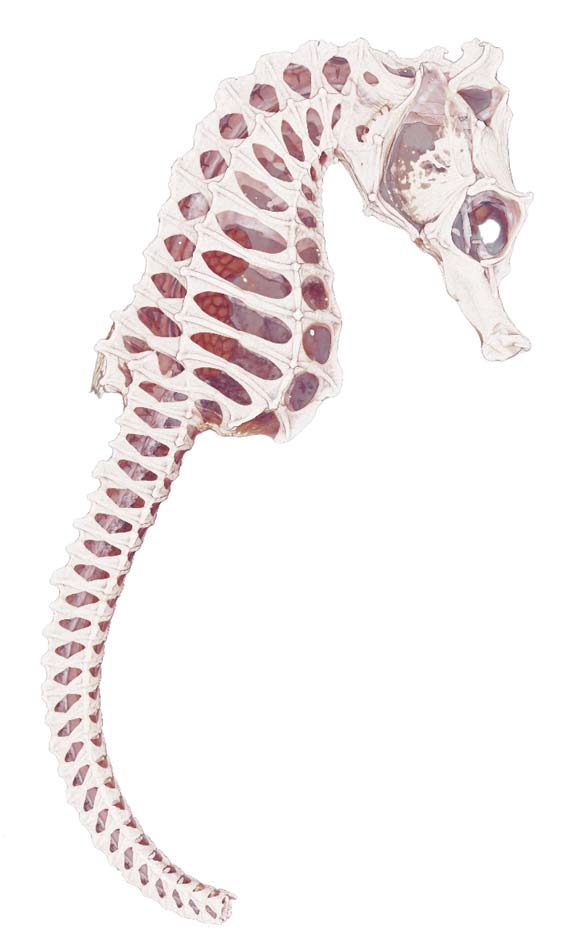 X-ray scan of a sea horse